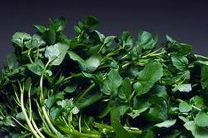 Cải xoong - rau ngon, dược thiệnNhờ trong rau cải xoong chứa lượng vitamin C cao, lại có vitamin A, B1, B2 nên đã giúp bảo vệ sức khỏe, chống oxy hóa, chống độc, làm tăng sức đề kháng cho cơ thể...