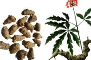 Công dụng của cây Tam thất