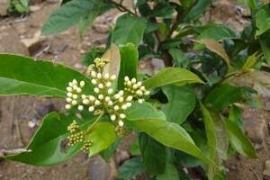 Xạ đen hỗ trợ trị ung thưĐông y cho rằng cây xạ đen có vị đắng chát, tính hàn, có công dụng trong hỗ trợ điều trị và phòng chống ung thư, ức chế và ngăn ngừa sự phát triển của tế bào ung thư...