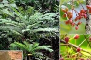 Cây mật nhân – công dụng của cây mật nhân