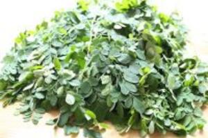 Chùm ngây phơi khô có những tác dụng gì?