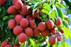 Sự thật chữa yếu sinh lý bằng vải có hiệu quả không?