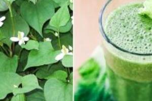 Cách chữa kinh nguyệt không đều bằng rau diếp cá