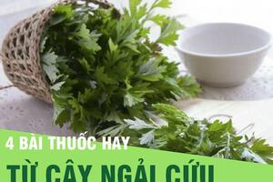 Ngải cứu - "thảo dược qúy" trong sách cổ chị em nên học ngay 4 cách dùng hiệu quả nhất