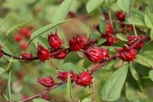 Những điều bạn có thể chưa biết về công dụng của cây atiso đỏ