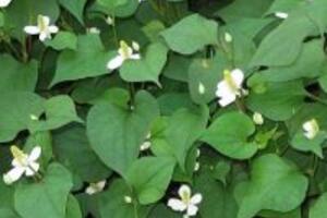 Cây diếp cá – công dụng của cây diếp cá