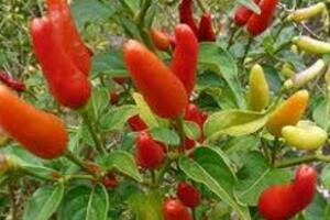 Bài thuốc ai cũng nên biết phòng khi cần dùng cứu người tai biến