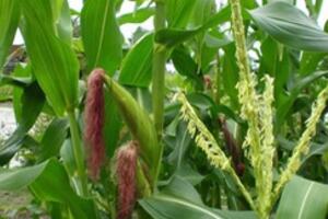 4 loại cây dễ kiếm giúp giải độc gan nhanh chóng