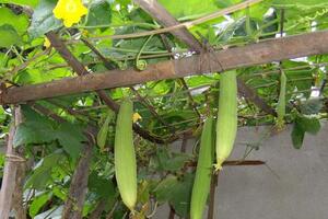 Mướp chữa thở khò khèQuả mướp (Fructus Luffae) có vị ngọt, tính mát; có tác dụng thanh nhiệt hoá đàm, lương huyết giải độc.