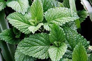 Chữa ho bằng thảo dượcHúng chanh (còn gọi là tần dày lá), bạc hà, gừng, tràm là những thảo dược chữa ho hen, cảm cúm rất hiệu quả.