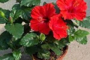 6 cách chữa bệnh sỏi thận bằng thuốc nam hiệu quả nhất