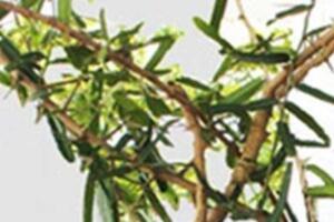 Sự thật về cây xáo tam phân có thể chữa được 5 loại bệnh ung thư