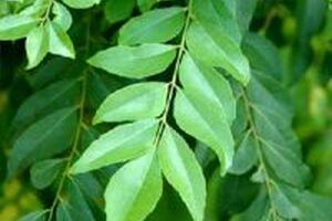 13 Công dụng hữu ích của trà lá cà ri đối với sức khỏe con người