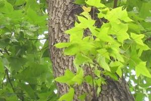 Cây cổ yếm lợi thủy thông kinhỞ nước ta cây cổ yếm thấy nhiều trên nương rẫy, mọc phổ biến trên các rừng thưa và Savan cây gỗ tại Bắc bộ, Trung bộ.