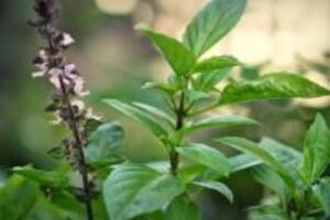 3 cách chữa bệnh phụ khoa bằng bài thuốc dân gian