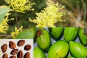 Sự thật sau lời đồn cao kha tử chữa được viêm họng