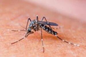 Điều trị sốt xuất huyết thể nhẹ bằng cây thuốc quanh nhà