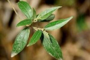 Công dụng của cây khổ sâm không phải ai cũng biết