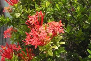 Hoa mẫu đơn chữa chảy máu cam sau sinhTheo như các lương y về y học cổ truyền, hoa mẫu đơn có tính bình, vị đắng, đi vào hai kinh của cơ thể là tâm và can.