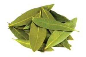 Lá nguyệt quế trị bệnh dạ dày