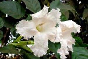 Tìm hiểu về công dụng của cây quao đối với sức khỏe con người