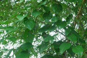 Dây bạc thau chữa bệnh phụ nữTheo Đông y, bạc thau vị hơi đắng, tính mát, có tác dụng điều kinh, sát khuẩn, tiêu viêm, giải độc.