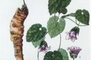 Tác dụng chữa bệnh của Đảng sâm