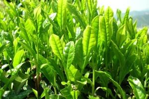 Học cách tự chế kem chống nắng bằng trà xanh