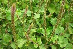 Cỏ xước chữa nhức xươngTheo Đông y: Cỏ xước có vị đắng, chua, tính bình, có tác dụng phá huyết, tiêu ứ; sao chín có tác dụng mạnh gân xương, bổ can thận.