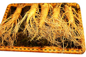 Chống ung thư dạ dày với hồng sâm Hàn Quốc