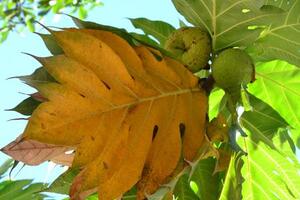 Bài thuốc nam điều trị bệnh tiểu đườngHiện ở Quy Nhơn (Bình Định) có nhiều bệnh nhân bệnh đái tháo đường đang sử dụng có kết quả bài thuốc nam sau đây.