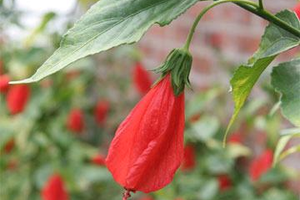 Cây dâm bụt điều kinh, chữa mộng tinhĐông y gọi dâm bụt với tên thuốc là mộc cận, vị ngọt, trơn nhầy, tính bình, không độc, có tác dụng thanh nhiệt, làm săn, lợi tiểu, tiêu sưng, giải độc.