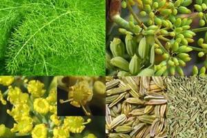 Bài thuốc hay cho người khó thụ thai