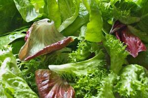 Những tác dụng của rau diếp xoănRau diếp xoăn là thực phẩm kiêm cây thuốc quý, có nguồn gốc từ Địa Trung Hải và miền Đông Ấn Độ.