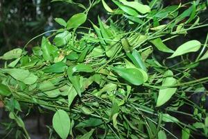 Chè vằng - Vị thuốc mùa hèLá chè vằng có chứa alcaloid, nhựa, flavonoid, có tác dụng kháng khuẩn, chống viêm, làm tăng nhanh tái tạo tổ chức, làm mau lành vết thương và không độc.