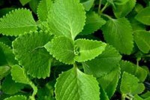 Những công dụng của cây rau tần không phải ai cũng biết