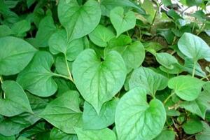 Những bài thuốc Nam trị các bệnh mùa hèThuốc thanh nhiệt là những vị thuốc có tính mát, có tác dụng thanh nhiệt tả hoả, lương huyết giải độc, dùng để chữa các chứng nhiệt vào sâu...