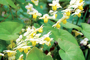 Tiên linh tỳ: bổ thận tráng dương, khỏe gân xương