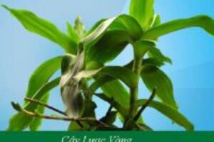 Bài thuốc chữa bệnh tiểu đường bằng cây lược vàng