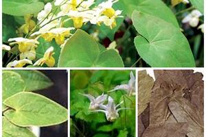 Bài thuốc trị u xơ tuyến tiền liệt