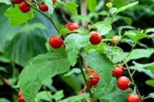 Các công dụng của cây cà gai leo có thể bạn chưa biết