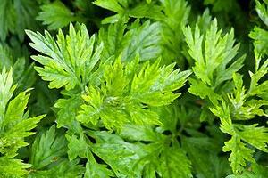 Bài thuốc hay chữa khỏi viêm đại tràngNhờ bài thuốc này, từ 39 kg nay vợ tôi đã nặng 50 kg và không còn thấy đau đại tràng suốt 20 năm.