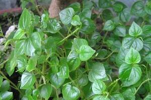 Đơn buốt hoạt huyết, tan máu ứĐơn buốt còn nhiều tên gọi khác như cây xương khô, san hô xanh, cây thập nhị, đơn kim, rau càng cua, cây cành giao, cúc áo,... tên khoa học Zygocactus truncatus (Hax) Moran.