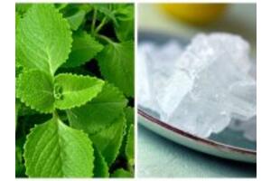 Cách trị ho bằng đường phèn và húng chanh trị ho cho bé hiệu quả