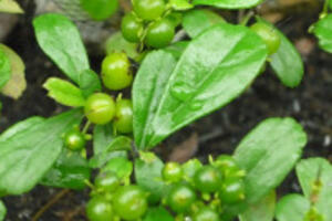 Bài thuốc chữa bướu cổ từ lá cây Bùm xụm