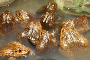 Ếch- thuốc trị cam tíchĐông y cho rằng thịt ếch có vị ngọt, tính hàn, vào kinh tỳ vị, bàng quang, không độc. Có công năng bồi bổ tỳ vị, trị lao, nhiệt, hư phiền...