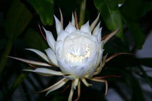 Những bài thuốc nam chữa tiểu đường "kỳ diệu"