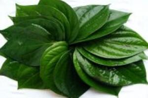 Ngạc nhiên với cách chữa viêm xoang bằng lá trầu không