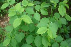 Tác dụng của cây rau ngótRau ngót là loại rau lành và bổ dưỡng. Không chỉ là một món ăn thông thường, rau ngót còn có tác dụng chữa dị ứng, tưa lưỡi ở trẻ sơ sinh, chữa đổ mồ hôi trộm, chứng đái dầm ở trẻ em...