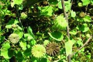 Cây cối xay chữa ù taiTheo Đông y, cây cối xay có vị hơi ngọt, tính bình, tác dụng tán phong, thanh nhiệt, giải độc, hoạt huyết, long đờm, lợi tiểu...